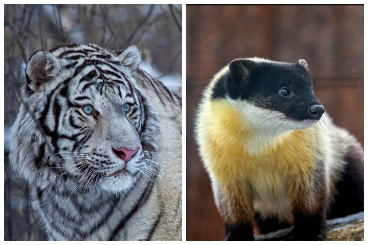 Фото Новосибирский зоопарк опубликовал весенние фото с дикими животными 6